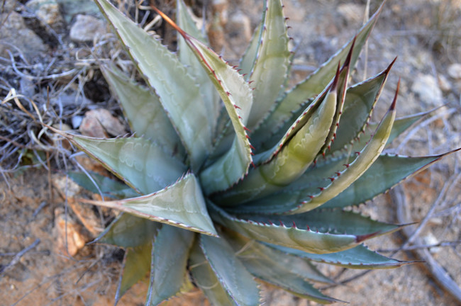 Arizona plant