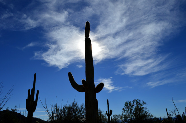 cactus and sun