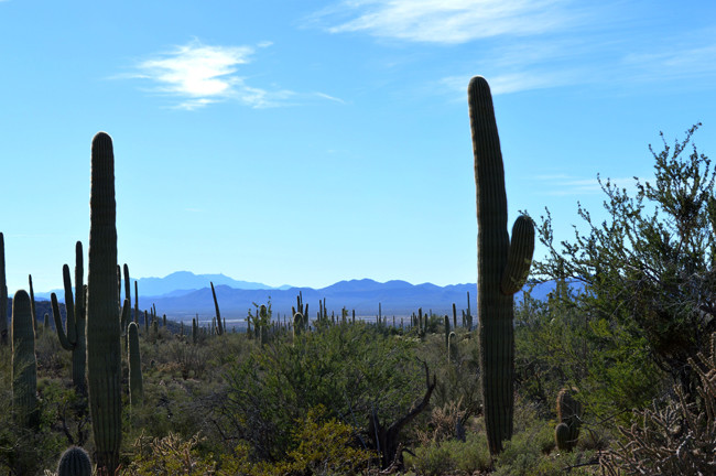 catcus and mountains