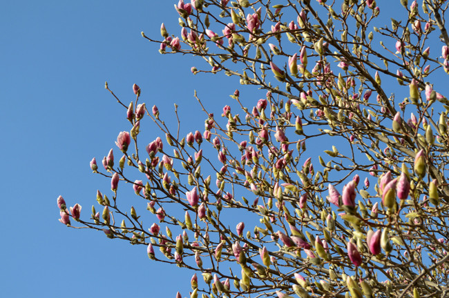 budding tree