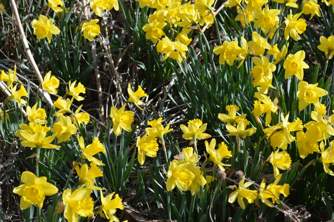 daffoldils