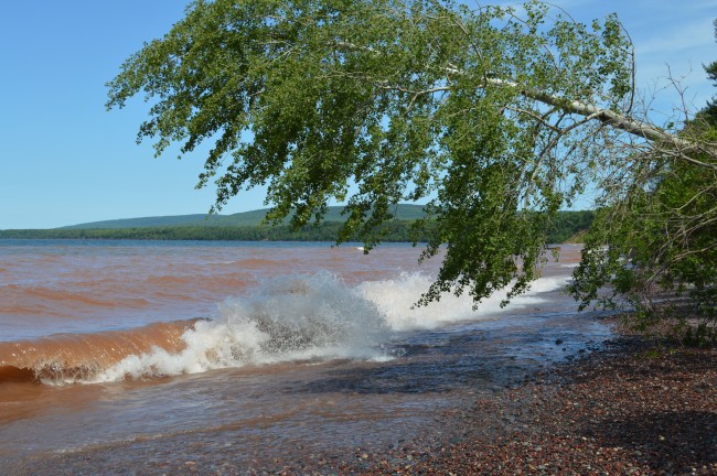 tree and waves