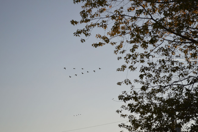 migrating birds